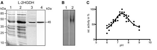 A. thaliana recombinant l-2HGDH analyzed by gel electrophoresis. Coomassie-stained SDS–PAGE and Western blot analysis of recombinant l-2HGDH (A). Lane 1, 10 µg of non-induced cell culture lysate. Lane 2, 10 µg of cell culture lysate after 4 h of induction with IPTG. Lane 3, 5 µg of purified recombinant protein. Lane 4, 1 µg of purified l-2HGDH protein analyzed by Western blot using anti-His antibodies. Molecular weight markers are indicated on the left. The molecular weight of the recombinant protein is indicated on the right. (B) In-gel activity assay of l-2HGDH after native PAGE using l-2HG as substrate (lane 2). Lane 1, assays of l-2HGDH activity without substrate. (C) Determination of the pH optimum of the recombinant l-2HGDH. The analysis was conducted with three independent enzyme preparations.