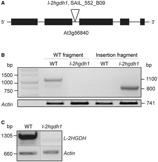 Analysis of the A. thaliana T-DNA insertion line SAIL_552_B09 (l-2hgdh1). (A) Intron/exon structure of At3g56840 (as experimentally obtained) showing the T-DNA insertion in the second intron. (B) Genotyping PCR of the wild type and l-2hgdh1. Lane 1, 1 kb DNA Ladder. Lanes 2 and 3, amplification of a wild-type fragment spanning the T-DNA insertion in the wild type and l-2hgdh1, respectively. Lanes 3 and 4, amplification of a T-DNA insertion fragment in the wild type and l-2hgdh1, respectively. The amplification of an actin fragment served as loading control. The correct size of the PCR products is indicated on the right. (C) Analysis of the full-length l-2HGDH transcript (1,305 bp) using wild-type and l-2hgdh1 cDNA. The amplification of an actin fragment (660 bp) served as a loading control.