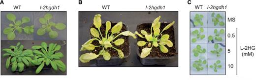 A. thaliana development is not affected by l-2HG. (A) Two-week-old wild-type (WT) and l-2hgdh1 plants grown under long-day conditions on half-strength solid MS medium (upper panel) and 4-week-old plants grown under long-day conditions in pots (lower panel). (B) Three-week-old plants grown under long-day conditions were transferred to complete darkness during 4 d. (D) Growth of the WT or l-2hgdh1 on half-strength MS solid media supplemented with 0.5, 5 and 10 mM l-2HG.