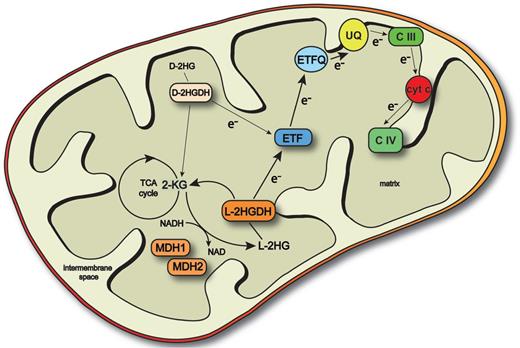 Scheme showing plant l-2HG metabolism. l-2HG is formed in a side reaction of mMDH1 and mMDH2 by reduction of 2KG. l-2HG is oxidized back to 2-KG by l-2HGDH. The electrons originated in the reactions are transferred to the ETC through the ETF–ETFQO system. 2-KG, 2-ketoglutarate; CIII, complex III; CIV, complex IV; e−, electron; ETF, electron transfer protein; ETFQO, ETF-ubiquinone oxidoreductase; TCA cycle, tricarboxylic acid cycle; UQ, ubiquinone.