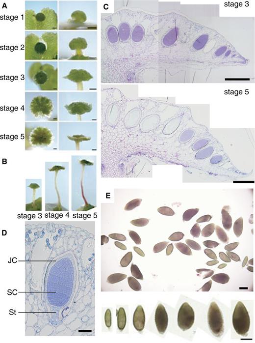 Developmental stages and structure of antheridiophore and sampling of antheridia. (A) Developmental stages of antheridiophores of Tak-1. Photographs in the left column were taken from above and those in the right column are side views. Scale bar = 1 mm. (B) Side views of antheridiophores at stages 3–5. Scale bar = 1 mm. (C) Longitudinal section of antheridiophores at stage 3 (top panel) and stage 5 (bottom panel) stained with Toluidine Blue O. Scale bar = 500 µm. (D) Longitudial section of a young antheridium stained with Toluidine Blue O. JC, jacket cell; SC, spermatogenous cell; St, stalk. Scale bar = 50 µm. (E) Antheridia manually dissected from antheridial receptacles. Similar samples were used in RNA sequencing. Enlarged photographs of antheridia in various sizes are shown in the bottom panel. Scale bar = 200 µm.