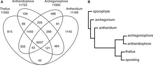 Antheridium had a distinct transcript feature. (A) Venn diagram, depicting the number of genes uniquely or commonly expressed in each tested organ. The total number of genes expressed in each organ is shown below the sample name. Genes whose RPKM value was > 1 were considered as ‘expressed’ in each organ. (B) Hierarchical clustering of gene expression profiles. RNA-sequencing data of thallus, antheridium, antheridiophore and archegoniophore were compared with those of archegonium, sporophyte and sporeling obtained separately. The distance showed a measure of closeness of individual clusters.