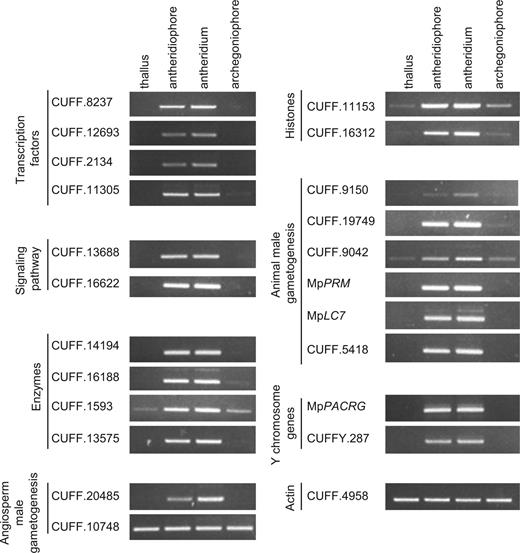Verification of expression profiles of representative genes by RT–PCR. The expression of representative genes from each table was validated in thallus, antheridiaophore, antheridiaum and archegoniaophore by RT–PCR. A constitutively expressed actin gene (CUFF.4958) was used as an internal control. CUFF.8237, CUFF.12693, CUFF.2134 and CUFF.11305 are listed in Table 2 . CUFF.13688 and CUFF. 16622 are listed in Supplementary Table S2 . CUFF.14194, CUFF.16188, CUFF.1539 and CUFF.13575 are listed in Supplementary Table S3 . CUFF.20485 and CUFF.10748 are listed in Supplementary Table S4 . CUFF.16312 and CUFF.11153 are listed in Table 3 . CUFF.9150, CUFF.19749, CUFF.9042 and CUFF.5418 are listed in Supplementary Table S5 . CUFFY.287 is listed in Supplementary Table S6 . Note that Mp PRM is included in ‘Animal male gametogenesis’ but has an independent evolutionary origin.