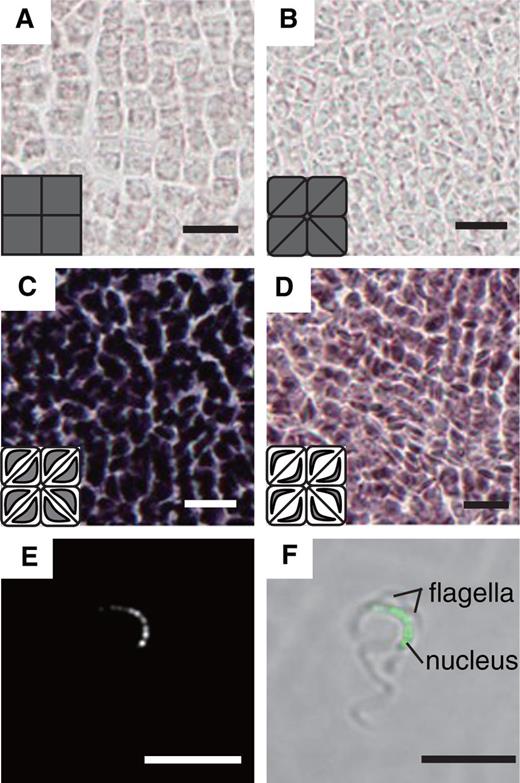 Spatial expression pattern of Mp PRM in developing antheridia and accumulation of MpPRM–Citrine in the sperm nucleus. Low magnification images of the sections hybridized with antisense and sense probes are shown in Supplementary Fig. S5 . Accumulation of MpPRM–Citrine fusion proteins in the nucleus in a mature sperm (E, F). The Citrine fluorescence image (E) and the merged image with a bright-field photograph (F) are shown. Scale bar = 10 µm.