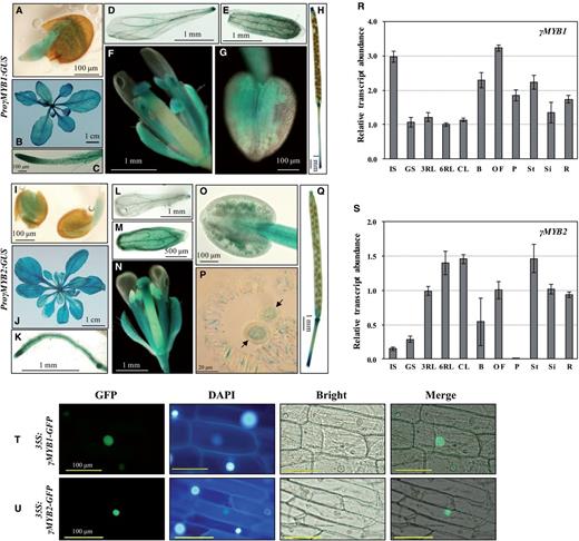 Spatial expression patterns and subcellular localization of γMYB1 and γMYB2. (A–H) GUS expression of the ProγMYB1:GUS lines. (A) One-day germinated seed, (B) 4-week-old plant, (C) root, (D) petal, (E) sepal, (F) flower at stage 14, (G) anther and (H) silique. (I–Q) GUS expression of the ProγMYB2:GUS lines. (I) One-day germinated seeds, (J) 6-week-old plant, (K) root, (L) petal, (M) sepal, (N) flower at stage 14, (O) anther, (P) mature pollen (black arrows) in the anther sac and (Q) silique. (R and S) Expression levels of γ MYB1 (R) and γ MYB2 (S) in diverse organs analyzed by qRT–PCR. Relative amounts of transcripts were calculated by the comparative CT (threshold cycle number at the cross-point between amplification plot and threshold) method, and values were normalized to the internal control. Bars show means ± SD ( n = 3). IS, 1-day-imbibed seed; GS, 1-day-germinated seeds; 3RL, 3-week-old rosette leaf; 6RL, 6-week-old rosette leaf; CL, 6-week-old cauline leaf; B, bud; OF, open flower; P, pollen; St, stem; Si, silique; R, root. (T) Nuclear localization of 35S:γMYB1-GFP in onion epidermal cells. (U) Nuclear localization of 35S:γMYB2-GFP in onion epidermal cells. GFP, GFP fluorescence; DAPI, 4′,6-diamidino-2-phenylindole staining of the nucleus; Bright, bright-field image; Merge, merged GFP and bright-field image.