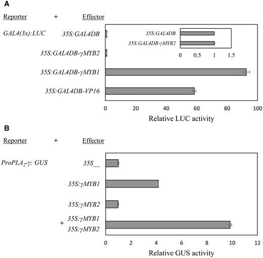 Transactivation by γMYB1 and γMYB2. (A) Transactivation by GAL4–γMYB1 and GAL4–γMYB2 fusion protein in Arabidopsis protoplasts. GAL4(3×)-LUC is the reporter. 35S:GUS was used as the internal control, and the relative luciferase (LUC) activity was normalized to GUS activity. The luciferase activity by Pro35S:GAL4DB was set at 1.0. Pro35S:GAL4DB-VP16 is used as a positive control. Bars show means ± SD ( n = 3). (B) Transactivation of PLA 2 -γ by γMYB1 and γMYB2 in tobacco protoplasts. ProPLA 2 -γ:GUS is the reporter. 35SγMYB1 and 35S:γMYB2 are effectors. 35S:LUC was used as the internal control. The relative GUS activity was normalized to the activity of LUC. The GUS activity by the vector containing only the 35S promoter was set as 1.0. Bars show means ± SD ( n = 3).