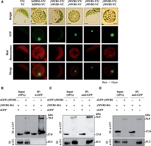 The homomeric and heteromeric interaction of γMYB1 and γMYB2. (A) BiFC assay of γMYB1 and γMYB2 in Arabidopsis mesophyll protoplasts. The bZIP63-YN and bZIP63-YC plasmids are the positive control. The empty vectors pSPYNE and pSPYCE are the negative control (YN/YC). YFP, yellow fluorescent protein; red fluorescence, Chl autofluorescence; Bright, bright-field image; Merge, merged YFP and red fluorescence image. Scale bar = 10 µm. (B–D) Immunoprecipitation assay of γMYB1 and γMYB. sGFP (synthetic green fluorescent protein) and HA (hemagglutinin) fused γMYB1 and γMYB from Arabidopsis mesophyll protoplasts are precipitated with sGFP antibody for immunoprecipitation. Western blots were detected with α-HA and α-sGFP antibody. White stars indicate bands of truncated size of sGFP–γMYB1.