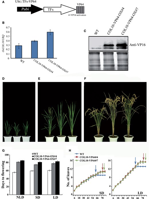 Overexpression of OsCOL10–VP64 showing delayed flowering time. (A) Schematic diagram of the P ubi::TFs-VP64 fusion construct. The tetrameric VP16 activation domain (gray boxes) made up the VP64 domain. P ubi , maize Ubiquitin promoter. (B) qRT-PCR analyses of OsCOL10 in the wild type (WT) and two transgenic lines. Samples were harvested at 4 h after dawn from second leaf blades from the top of 55-day-old plants under NLD conditions. (C) Western blot analyses of OsCOL10 in WT and transgenic lines with a VP16-specific antibody. The same filter was stained with Ponceau S to visualize total protein (bottom). (D–F) Phenotypic characteristics of WT and transgenic lines at the young (D), flowering (E) and mature stages (F); the plants from left to right in every panel are the WT and two independent transgenic lines (#4 and #7). (G) Comparison of flowering times among WT and two transgenic lines under different day length conditions. Days to flowering were scored when the first panicle emerged. Error bars indicate the standard deviation (s.d.); n = 10–20 plants. (H) Leaf emergence rate of WT and transgenic plants under both SDs and LDs ( n = 20). The arrow indicates the flowering times of corresponding lines.