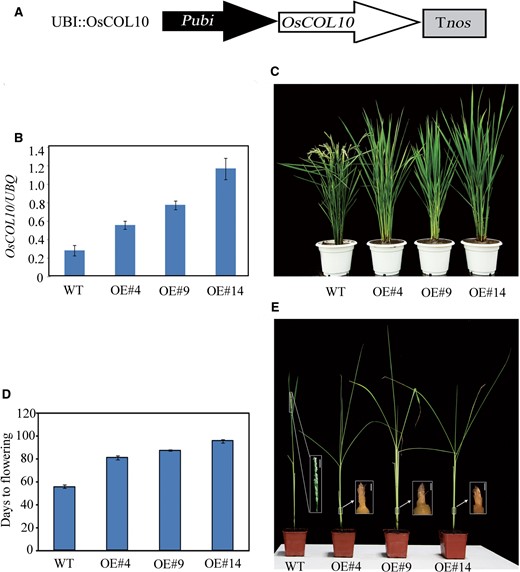 Phenotypic characterization of OsCOL10 -overexpressing plants. (A) Schematic diagram of the P ubi::OsCOL10 construct. Tnos , terminator of the nopaline synthase gene ( nos ). (B) qRT-PCR analyses of OsCOL10 in the wild type (WT) and three independent P ubi::OsCOL10 transgenic lines (OE#4, OE#9 and OE#14). Samples were harvested 4 h after dawn from second leaf blades from the tops of 55-day-old plants grown under NLD conditions. (C) Phenotypes of P ubi::OsCOL10 plants at flowering stages. (D) Comparison of flowering times among the WT and transgenic lines under NLD conditions. (E) Phenotypic characteristics of the WT and transgenic lines under SDs when the WT plants showed complete emergence of panicles from the apices. The white boxes indicate the sources of the corresponding magnified images. The first bar is 2 mm and the others are 1 µm.
