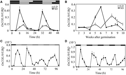 OsCOL10 is a circadian clock-regulated gene. (A, B) Rhythmic and developmental expression of OsCOL10. In (A), the penultimate leaf blades were harvested at the indicated time points from 30-day-old (SDs) and 35-day-old (LDs) plants. In (B), the penultimate leaf blades were harvested at dawn of the indicated day. Arrowheads represent the flowering time of plants at corresponding growth stages. (C, D) qRT-PCR analysis of diurnal expression patterns of OsCOL10 under continuous light (LL) (C) and continuous darkness (DD) (D) conditions. The plants were first grown in 12 h light/12 h darkness for 30 d and then transferred to LL or DD at dusk. In (A), (C) and (D), white bars indicate light; black bars indicate darkness. The gray bars represent the subjective darkness in (C) and subjective light in (D). Values represent means ± standard deviation (s.d.) from three independent biological replicates. The rice Ubiquitin ( UBQ ) gene was used as the internal control.