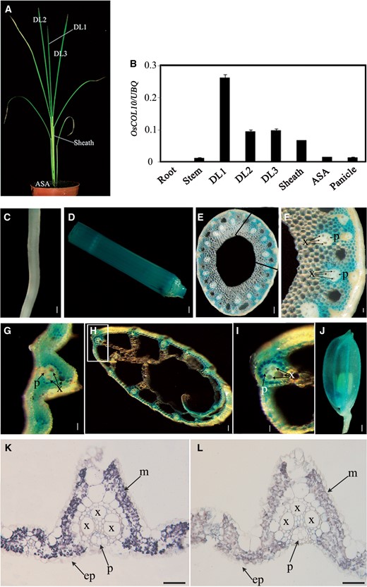 OsCOL10 was preferentially expressed in the leaves. (A) Thirty-day-old wild-type plants grown under SDs were used for qRT-PCR. DL1, newly emerging leaf; DL2, expanding leaf; DL3, fully expanded leaf; ASA, around the shoot apex. (B) OsCOL10 transcript levels in various organs (means ± standard deviation, n = 3). (C–J) Histochemical staining of various organs in p OsCOL10 :: GUS transgenic plants. (C) Root; (D) stem; (E) transverse sections of the stem; (F) magnified image of the boxed area in (E); (G and H) transverse sections of the leaf blade and sheath; (I) enlarged image of the boxed area in (H); (J) floret. (K–L) RNA in situ hybridization analysis of OsCOL10. The materials were harvested at 4 h after dawn under LD conditions. Leaf blades of 35-day-old wild-type plants were cross-sectioned and hybridized with OsCOL10 -specific antisense (K) or sense (L) probes. x, xylem; p, phloem; ep, epidermis; m, mesophyll.