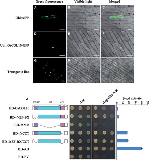 OsCOL10 acts as a transcriptional regulator. Subcellular localization of fused OsCOL10–GFP in onion epidermal cells (A–F) and transgenic rice roots cells (G–I). Scale bars = 50 µm. (J) Transactivation activity assays of OsCOL10 and its deletion derivatives in the yeast GAL4 system. BD, GAL4-DNA-binding domain; AD, GAL4 activation domain; ZF, MR and CCT indicate the zinc finger region, the middle region and the CCT domain of OsCOL10, respectively; EV denotes empty vector. β-Galactosidase (β-gal) activity was measured using a liquid culture assay. Mean values ± standard deviation (s.d.) were collected from three independent experiments.