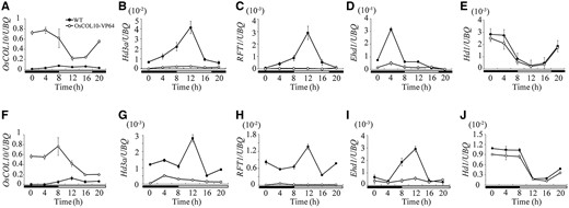Rhythmic expression pattern of OsCOL10 , Hd3a , RFT1 , Ehd1 and Hd1 in the wild type and OsCOL10-VP64 transgenic plants under SDs (A–E) and LDs (F–J). Penultimate leaf blades were harvested at the indicated time point from 30-day-old (SDs) and 35-day-old (LDs) wild-type and transgenic plants. The open and filled bars at the bottom represent light and dark periods, respectively. Expression levels are relative to the rice UBQ gene. Values are shown as means ± standard deviation (s.d.) of three independent biological replicates.