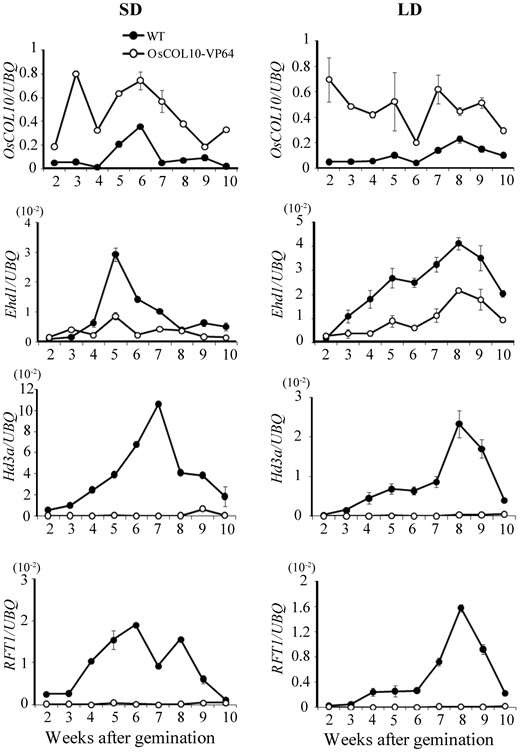 Changes in levels of OsCOL10 , Ehd1 , Hd3a and RFT1 transcripts during development in wild-type and OsCOL10-VP64 plants. Samples were collected from the penultimate leaf blades at dawn of the indicated day under SD and LD conditions. Expression levels are relative to that of the rice UBQ gene. Values are shown as means ± standard deviation (s.d.) of three biological replicates.