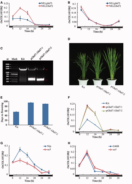 Expression of OsCOL10 is regulated by Ghd7. (A, B) Comparison of circadian expression of OsCOL10 between the near isogenic lines carrying functional ( Ghd7 ) and non-functional ( ghd7 ) alleles under LD (A) and SD (B) conditions. (C) The functional Ghd7 allele was introduced into the Ghd7 -deficient rice cv. Kita-ake, and transgenic positive plants were checked by PCR with the primers flanking the intron. Red rows represent the two amplified fragments in the transgenic positive plants. (D) Phenotypic characterization of transgenic positive plants under NLD conditions. (E) Comparison of flowering time between the Ghd7 transgenic and wild-type plants under NLD conditions. (F) Circadian expression of OsCOL10 in the wild-type plants and Ghd7 transgenic lines. (G, H) Diurnal expression of OsCOL10 in the wild type and se5 mutants with the background of Nipponbare (Nip) (G) or Gang46B (G46B) (H) under LD conditions. Penultimate leaf blades were harvested at the indicated time point from 30-day-old (SDs) (B) and 35-day-old (LDs) (A, F, G–H) transgenic plants or mutants and corresponding wild-type plants. Open and filled bars at the bottom in (A, B) and (F–H) represent the light and dark periods, respectively. Expression levels are relative to the rice UBQ gene. Values are means ± standard deviation (s.d.) of three independent biological replicates.