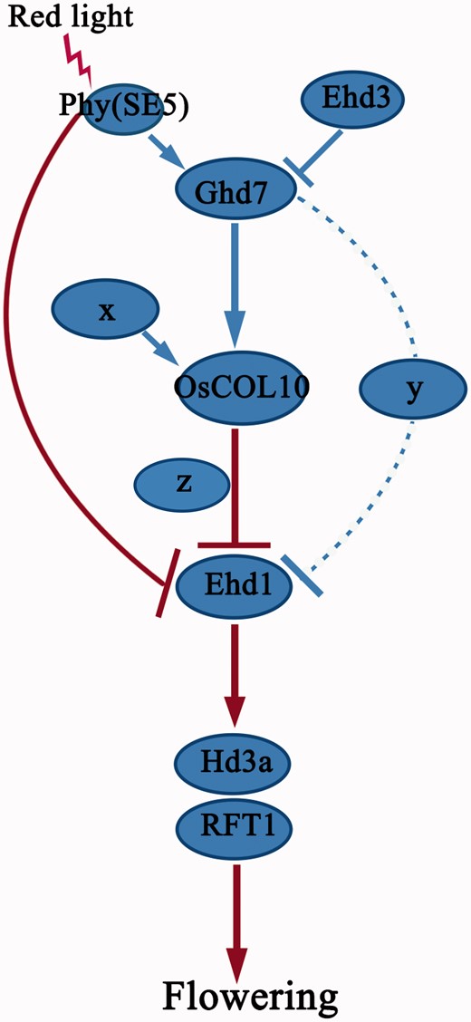 A proposed model of OsCOL10 in regulation of photoperiodic flowering time in rice. Blue lines represent pathways in LDs and red lines indicate pathways shared between SDs and LDs. x, y and z represent existing but unknown gene(s). Dashed lines indicate unknown regulatory genes that may function by activation or repression.