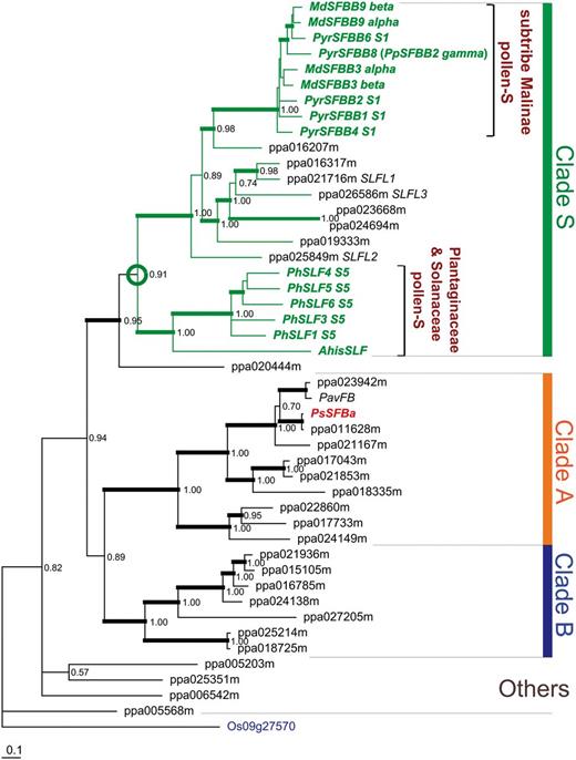 Phylogenetic tree of SFB / SLFL -like F-box genes from the Prunus persica genome. Bayesian MCMC phylogenetic tree with a GTR + I + G + SS model (see the Materials amd Methods) for SFB/SLFL -like F-box genes from P. persica (prefixes of ‘ppa’) along with pollen S determinants from Antirrhinum , Petunia and the subtribe Malinae as well as a SFB/SLFL -like F-box gene from Oryza sativa (LOC_Os09g27570) used as an outgroup gene (gene name in blue). Maximum likelihood (ML) analysis generated a tree with almost the same topology ( Supplementary Fig. S2 ). The pollen S determinants from Antirrhinum , Petunia and the subtribe Malinae and the clade containing them (clade S) are highlighted in green. SFB , the Prunus pollen S , is colored in red. Three large clades (A, B and S) are defined by this topology. The position of the original pollen S in the putative MRCA of the species with S-RNase-based GSI (the Solanaceae, the Plantaginaceae and the Rosaceae) is shown with a green circle. For the disrupted SFB gene, ppa011628m* ( SFB 2 ; AB252416) ( Tao et al. 2007 ) and the truncated ppa023942m from the P. persica genome database, intact alleles from P. salicina ( SFB a ) and P. avium ( PavFB ; JQ322648) were used. Thick branches indicate clades with strong statistical support (Bayesian posterior probability > 0.95).