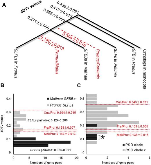 Estimation of time of gene divergence. (A) 4DTv values for the eight Prunus SLFL genes located in clade S ( Fig. 1 ). The average values of the 4DTv distance between two gene groups are shown in black. The values for pairs of species are shown in red and are calculated using the average values of the closest gene sets between the two species (or genera) across all SFB / SLFL -like genes. All 4DTv values are given with the SE. (B) Pairwise 4DTv values between tandemly duplicated genes in SFBB and SLFL clusters. Prunus SLFL genes are represented by six genes located in or flanking the Prunus S locus ( Supplementary Fig. S3 ), except for SFB. The distances between two species in this gene family are indicated by dotted red lines. SEs are indicated. (C) Pairwise 4DTv values for genes within RSD (clade ε) and the subsequent PSD, corresponding to the orange and red branches in Fig. 2 , respectively. 4DTv values for pairs of two species in this gene family are indicated by dotted red lines. *Pairwise values for SFB and the other two genes in the PSD clade. SEs are indicated.