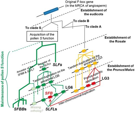 Model for the establishment and organization of the SFB / SLFL -like genes in each genus or family. After the acquisition of the pollen S function, the common function of the pollen S genes must have been maintained at least until the establishment of the original pollen S in the MRCA of Prunus and the subtribe Malinae, unless the mechanism underlying the single S-RNase GSI system is different within the species shown here, or the evolution of the pollen S gene is reversible. Maintenance of the pollen S function is shown by thick green branches in the SLF / SFBB / SLFL clade (clade S). Because pollen S factors must be present in the S haploblock on LG6, where the single S-RNase gene is located, the ancestral SFB could not have been a pollen S factor until the Prunus -specific interchromosomal gene duplication event took place, after the establishment of Prunus .