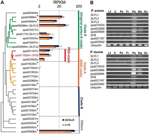 Expression profiles of SFB/SLFL -like genes in Prunus. (A) Comparison of gene expression levels of SFB / SLFL -like genes in Prunus pollen by Illumina sequencing. Expression analysis was performed with tissue from P. avium (cv. Satonishiki) and two P. mume cultivars (Nanko and Kairyo-Uchida-Ume). Average expression levels across the three Prunus accessions are expressed as RPKM with the SE. Read mapping was performed twice, using the default parameters or allowing 8 bp of mismatches per read ( n = 8) (see the Materials and Methods). RPKM values above the expression threshold of 2 are indicated. Genes not located on either LG3 or LG6 are marked by asterisks. (B) PCR analyses of the expression pattern of the nine SFB / SLFL -genes that are located in clades S or A and that showed substantial expression in pollen, using the expression of a ubiquitin gene (ppa005507m) as the reference. Expression was assessed in leaves (Lf), calyx (C), petals (Pe), filaments (Fi), pollen grains (Po), style (Sty) and ovaries (Ov). Although significant expression of a few genes was detected in styles, P. avium and P. mume showed mostly pollen-specific (or pollen-predominant) expression of all genes assayed.