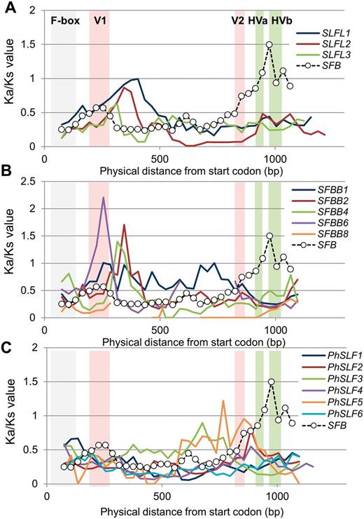Selective pressure measurements (Ka/Ks) of SFB / SLFL -like genes in Prunus , Pyrus and Petunia. Window-average Ka/Ks values for 150 bp sliding windows with a 30 bp step size. Regions with no significant Ks are not plotted. The F-box region, two variable regions (V1 and V2) and two hypervariable regions (HVa and HVb) of the SFB gene ( Ikeda et al. 2004 ) are indicated by gray, red and green bands, respectively. SFB data are represented by a dotted line and white circle for each plot. Mean pairwise Ka/Ks values between alleles from (A) Prunus SFB and three SLFL genes located on the S haploblock in Prunus , (B) Prunus SFB and five full-length SFBB genes from Pyrus , (C) Prunus SFB and six full-length SLF genes from Petunia .