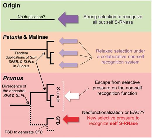 Model for the various types of selective pressures that acted on the duplicated pollen S F-box genes. Dotted lines in the schematic phylogeny of Prunus indicate genes not located within the S locus. In the original or incipient states of the S locus, a putative single-copy F-box gene was under purifying selections to recognize all but self-S-RNase. In the cases of Petunia and the subtribe Malinae, the function of non-self recognition is performed collaboratively by all gene copies, such that S-RNase types are apportioned to each tandemly duplicated SLF / SFBB gene for degradation. Thus, the purifying selection on the function of non-self recognition is weaker than on a single-copy SLF gene. In Prunus , the SLFL genes (genes in the clade S) escape from selective pressure on the function of non-self recognition (white arrow). Instead, the SFB gene, generated by PSD, has taken over the self-recognition function (red arrow).