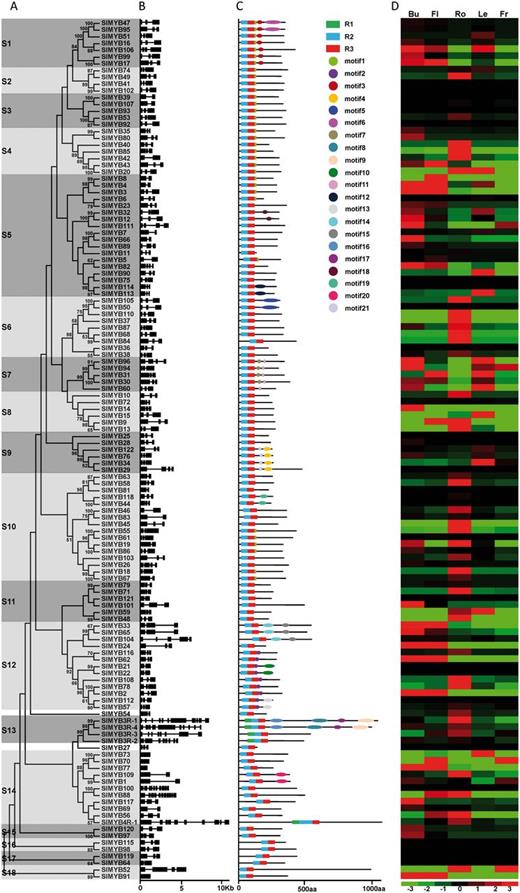 Phylogenetic relationships, gene structures, motif composition and tissue-specific expression of MYB genes in tomato. (A) Phylogenetic analysis of SlMYBs. The amino acid sequences of 127 SlMYB proteins were aligned using ClustalX 2.1, and the phylogenetic tree was constructed using MEGA 6.05 by the Neighbor–Joining (NJ) method with 1,000 bootstrap replicates. Bootstrap values >50 are indicated on the nodes. Different subgroups were marked with alternating tones of a gray background to make subgroup identification easier. (B) Exon/intron structures of the SlMYB genes. Black boxes represent exons and spaces between the black boxes correspond to introns. The sizes of exons and introns can be estimated using the horizontal lines. (C) Schematic representation of conserved motifs (obtained using MEME) in SlMYB proteins. Different motifs are represented by circles of different colors. Details of the individual motifs are shown in Supplementary Table S2. The black lines represent the non-conserved sequences. The three colored boxes represent the R1, R2 and R3 MYB repeat, respectively. The sizes of motifs can be estimated using the scale below. (D) Tissue-specific expression patterns of SlMYB genes. The RNA-seq data were generated from the TFGD database. The expression data were gene-wise normalized. The relative expression level of a particular gene in each row was normalized against the mean value. The color scale below represents expression values, green indicating low levels and red indicating high levels of transcript abundance. The sources of the samples were as follows: Bu (bud), Fl (flower), Ro (root), Le (leaf) and Fr (fruit).