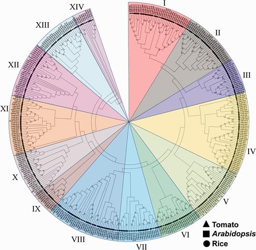 Phylogenetic tree of MYB genes among tomato, Arabidopsis and rice. Multiple sequence alignment of full-length MYB proteins was done using ClustalX 2.1, and the phylogenetic tree was constructed using MEGA 6.05 by the Neighbor–Joining method with 1,000 bootstrap replicates. The tree was divided into 14 phylogenetic subgroups marked with different colors. Bootstrap values >50 are indicated on the nodes. The leaf labels of members from tomato (SlMYBs), Arabidopsis (AtMYBs) and rice (OsMYBs) are denoted by a filled triangle, square and circle, respectively.