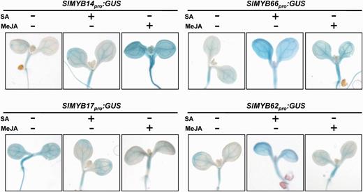 Histochemical analysis of GUS expression driven by four SlMYB promoters in transgenic Arabidopsis. Seven-day-old seedlings grown on 1/2 MS medium were subjected to SA or MeJA treatment. GUS activity was detected according to the method described by Jefferson et al. (1987).
