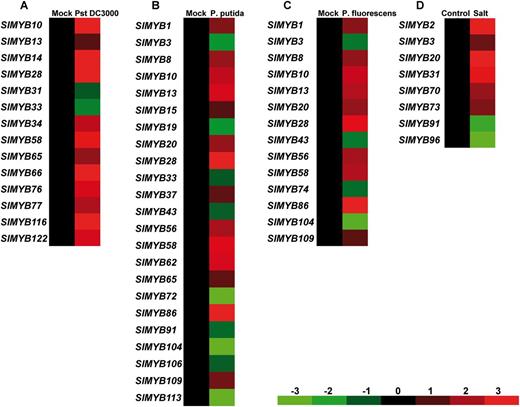 Expression profiles of SlMYB genes in response to different bacteria and salt stress. Expression was visualized using heat maps (see the Materials and Methods). Blocks with colors indicate decreased (green) or increased (red) transcript accumulation relative to the respective control. The bar at the bottom of the heat map represents relative expression values. The numbers above the bar indicate the log-transformed fold change. (A) Expression profiles of SlMYB genes in tomato infected by Pst DC3000. (B) Expression profiles of SlMYB genes in tomato infected by Pseudomonas putida. (C) Expression profiles of SlMYB genes in tomato infected by Pseudomonas fluorescens. (D) Expression profiles of SlMYB genes under salt stress.