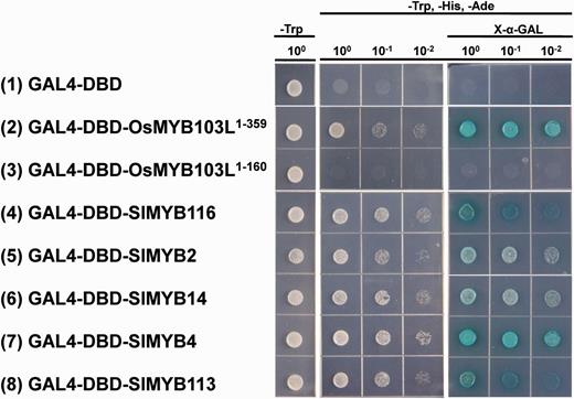 The investigation of transcriptional activation activities of five EAR motif-containing SlMYB proteins in yeast. Full-length selected SlMYB proteins were tested for the transactivation activity (see the Materials and Methods for details). The empty pGBKT7 vector was used as a blank control. Survival of yeast cells on the selective media needs the presence of functional activator peptides. X-α-Gal was used to test the expression of α-galactosidase. The indicated concentration shows the dilution of yeast cell culture.