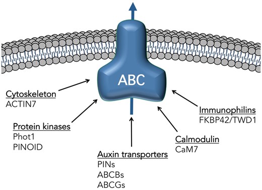 Known and suspected interacting partners of ABC transporters involved in auxin transport. Known subclasses (underlined) and key members shown to interact physically with ABC transporters involved in transport of the native auxins, IAA or IBA. References can be found in the text.
