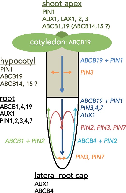 Main expression of ABCBs and their contribution to PAT in Arabidopsis seedlings. Main expression of ABCBs shown to be involved in auxin transport in the indicated organs (underlined). Their contribution to PAT and concerted action (italics) with PIN-type auxin exporters is indicated by arrows. Note that concerted actions of ABCB1 + PIN2 and ABCB4 + PIN2, respectively, are symmetric under vertical growth conditions. Further, note that ABCB1 and ABCB19 can complement each other for basipetal and acropetal transport defects in abcb19 and abcb1 mutant backgrounds, respectively, although their dominant directionalities in basipetal (shoot-ward) and acropetal (root-ward) PAT are opposite. Note that expression and routes of AUX1/LAX transporters are also indicated, although no functional interaction with ABC transporters has yet been described. Figure content is partially based on Cho and Cho (2012).