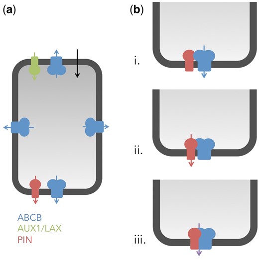Speculative models on independent and interactive actions of ABCB and PIN proteins during polar auxin transport. (a) In an independent action, members of the ABCB, PIN or AUX1/LAX families function as independent auxin transport catalysts that do not interact physically. Note that independent action does not exclude a concerted action of ABCB and PIN exporters as depicted in Fig. 2. We would like to define concerted action, as shared, overlapping function of two (or more) proteins (such as ABCB1 and PIN2, ABCB4 and PIN2 or ABCB19 and PIN3), which, however, does not require physical interaction. (b) In an interactive action, the activity of ABCBs and PINs depends on functional interaction with each other. Interactive action can be divided into co-operative or mutual cases. In a co-operative interactive action, one component acts as the transport catalyst, while the other works as the regulator (indicated by arrows). Currently it is not known if PINs can act as regulators of ABCBs (i.) or the inverse (ii.), resulting in an interaction that can have a synergistic (activating) or antagonistic (inhibitory) effect on transport. In a mutual interactive interaction (iii.), none of the ABCBs or PINs can act as transport catalysts independently but require strictly functional interaction that forms a transport–competent complex.