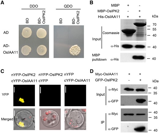 OsIPK2 interacts with OsIAA11. (A) Yeast two-hybrid assays to detect the interaction between OsIPK2 and OsIAA11. OsIAA11 was used to fuse to GAL4 activation domain (AD) as prey and OsIPK2 was used to fuse to GAL4 DNA-binding domain (BD) as bait. The interactions were examined on the double dropout (DDO) medium (SD/-Leu/-Trp) and quaternary dropout (QDO) medium (SD/-Ade/-His/-Leu/-Trp). (B) In vitro pull-down assay of the OsIPK2-OsIAA11 interaction. Purified recombinant MBP-OsIPK2 or MBP proteins were used as bait to bind agarose beads and incubated with 1 μg His-OsIAA11 proteins. After wash, the input and pulled-down proteins were analyzed by immunoblotting using anti-His antibody. The MBP and MBP-OsIPK2 proteins were visualized on the Coomassie Blue-stained gel. (C) The bimolecular fluorescence complementation (BiFC) assays indicate OsIPK2 interacts with OsIAA11 in rice. nYFP-OsIPK2 and cYFP-OsIAA11 were co-expressed in rice protoplasts prepared from 12-day-old etiolated rice leaf. Scale bar = 5 μm. (D) OsIPK2 interacts with OsIAA11, as indicated by Co-immunoprecipitation (Co-IP) assays. DNAs of P35s-Myc-OsIAA11-Nos or together with P35s-GFP-OsIPK2-Nos were used to transfect rice protoplasts. Total proteins from protoplast extracts expressing GFP-OsIPK2/Myc-OsIAA11 or Myc-OsIAA11 alone were immunoprecipitated with an anti-GFP antibody.