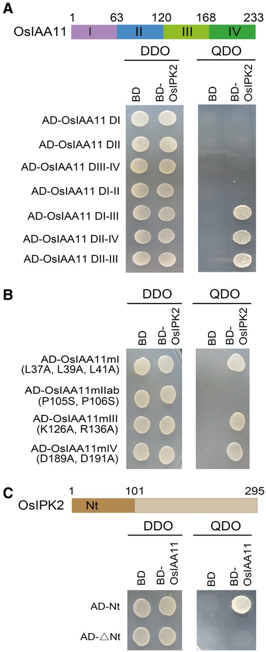 DII is necessary for the OsIPK2-OsIAA11 interaction. (A) Determination of the functional domain of OsIAA11 for the interaction with OsIPK2 by yeast two-hybrid (Y2H) assays. The OsIAA11 protein contains four conserved domains, DI, DII, DIII and DIV. The truncations of OsIAA11 were used to fuse to GAL4 activation domain (AD) and OsIPK2 was used to fuse to GAL4 DNA-binding domain (BD). The interactions were examined on the DDO medium (SD/-Leu/-Trp) and QDO medium (SD/-Ade/-His/-Leu/-Trp). DII-DIII region of OsIAA11 is required for the interaction with OsIPK2 in yeast. (B) Determination of the amino acids of OsIAA11 that involved in the interaction with OsIPK2 by Y2H assays. The effects of point mutations in the core motifs of OsIAA11 were tested for interaction with OsIPK2. OsIAA11mI (L37A, L39A, L41A), OsIAA11mIIab (P105S, P106S), OsIAA11mIII (K126A, R136A) and OsIAA11mIV (D189A, D191A) were used as prey. OsIPK2 was used as bait. The interactions were examined on the DDO medium and QDO medium. Stabilized mutations in DII of OsIAA11 weakened the OsIPK2-OsIAA11 interaction. (C) Determination of the functional domain of OsIPK2 for the interaction with OsIAA11. OsIPK2 protein was splitted into the N-terminal 1-101 and the C-terminal fragments. The OsIPK2 truncations were used to fuse to GAL4 activation domain (AD) and OsIAA11 was used to fused to GAL4 DNA-binding domain (BD). The interactions were examined on the DDO and QDO mediums. OsIPK2-1-101 peptide is required for the interaction.
