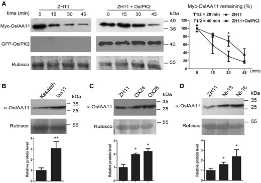 OsIPK2 affects the accumulation of OsIAA11 proteins in rice. (A) OsIPK2 inhibited the auxin-induced degradation of OsIAA11 in rice protoplasts. Protoplasts were prepared from 12-day-old etiolated wild type rice seedlings. ZH11, wild type. Equal amounts of protoplasts were transfected with 10 μg of P35s-Myc-OsIAA11-Nos DNA or together with 5 μg P35s-GFP-OsIPK2-Nos DNA for transiently expression. After 12 h, 20 μM cycloheximide (CHX) was added to inhibit the newly OsIAA11 fusion protein synthetic. 50 μM NAA was added to trigger the degradation of Myc-OsIAA11. Samples were cultured in 26°C/Dark and harvested at the indicated time points. Protein extracts were analyzed by immunoblotting using anti-Myc antibody. The PVDF membranes were stained with Ponceau to visualize the large subunit of Rubisco as loading control of total proteins. Quantitative analysis of the relative Myc-OsIAA11 level is presented on the right of the blots. The average values were obtained from three independent experiments. Error bar = SD. Asterisks indicate significant differences by Student’s t-test (*P < 0.05). (B, C, D) Immunoblotting analysis of the accumulation of OsIAA11 proteins in the wild-type (Kasalath or ZH11), iaa11 mutant (B), 35S:OsIPK2-GFP (C) and 35S:OsIPK2 Nt-GFP transgenic plants (D). The total proteins were extracted and the abundance of OsIAA11 proteins was detected by western blotting using anti-OsIAA11 antibody. The PVDF membranes were stained with Ponceau to visualize the large subunit of Rubisco as loading control of total proteins. Quantitative analysis of the relative OsIAA11 level is presented below the blots. The average values were obtained from three independent experiments. Error bars represent the SD. Asterisks indicate significant differences by Student’s t-test (*P < 0.05, **P < 0.01).