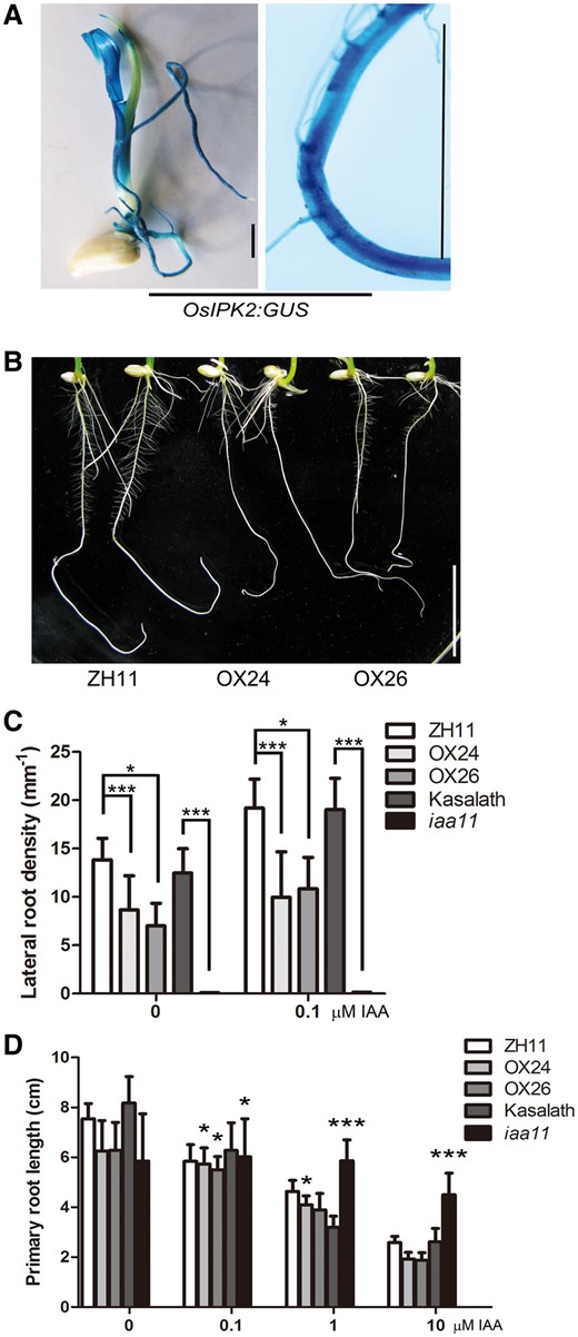 35S:OsIPK2-GFP transgenic plant seedlings show defects in lateral root formation. (A) GUS staining assays of ProOsIPK2: GUS transgenic plants. GUS signals in 5-day-old rice seedling (left) and root (right). Scale bar = 5 mm. (B) Roots of ZH11 (left, wild type) and 35S:OsIPK2-GFP transgenic plant seedlings (right, OX24 and OX26) grown on 1/2 MS medium for 7 days. Scale bar = 2 cm. (C) The lateral root densities of WT (ZH11, Kasalath), 35S:OsIPK2-GFP transgenic lines and iaa11 mutant seedlings. Seeds were surface-sterilized and planted on MS medium for 2-day germination, then transferred onto medium without or with 0.1 µM IAA for another 5 days. Lateral root density is the number of lateral roots per linear mm primary root. There are significant differences between transgenic lines, iaa11 mutant and WT seedlings by Student's t-test (*P < 0.05, ***P < 0.001). (D) The response of primary root elongation of WT (ZH11, Kasalath), OX lines and iaa11 mutant to exogenous IAA (0–10 μM). The treatment × genotype interaction effect (two-way ANOVA) is indicated (*P < 0.05, ***P < 0.001). All means were shown with SD (n>15). These experiment were repeated three times with similar results.