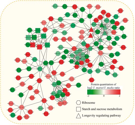 Interaction network of the DEPs analyzed by Cytoscape software (version 3.0.1). Color bar indicates protein quantitation of the log2 T. mairei/T. media ratio.