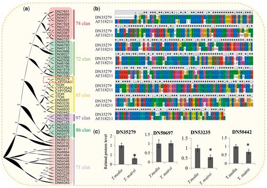 Identification and analysis of the cytochrome P450 taxoid oxygenases. (a) Phylogenetic tree of 51 P450 candidates with full-length sequences. Background colors indicated different P450 clans. (b) Pairwise multiple sequence alignment of DN35279 and CYP725A1 (GenBank accession number AF318211). (c) Relative expression levels of four cytochrome P450 taxoid oxygenases. *Significant differences in expression level.