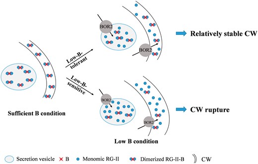 Proposed model for pectin control of cell wall (CW) rigidity in response to low B. Under sufficient B conditions, almost all RG-II monomers were cross-linked by B into dRG-II-B in the Golgi body or secretion vesicle. Following transport into the CW, dRG-II-B contributed to the formation of a structurally compact and solid CW. Under low B conditions, for the low-B-tolerant genotype, only a proportion of the RG-II monomers were cross-linked due to limited B supply in the medium, which resulted in a less structurally compact and solid CW compared with the CW under sufficient B conditions. For the low-B-sensitive genotype under B deficiency, pectin biosynthesis was much more abundant and cross-linking of B and RG-II undertaken by the exporter BOR2 was weaker, both of which resulted in much more mRG-II in the CW compared with the low-B-tolerant genotype. The impaired dRG-II-B structure made the CW structurally unstable and more swollen. Thus, the CWs of the low-B-sensitive genotype were more easily cracked in response to low B. The thickness of the CW signifies the degree of swelling.