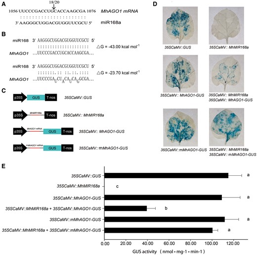 Identification and confirmation of MhAGO1 as a target of miR168. (A) Identification of the predicted miR168 target site as determined with 5′ RLM-RACE. The position of 5′ RLM-RACE products is indicated with an arrow. The numbers above the sequence indicate the detected cleavage site in independent clones. (B) Nucleotide sequences of two versions of AGO1 with different sensitivity to miR168: MhAGO1 (sensitive) and mMhAGO1 (insensitive). (C) Schematic diagrams of constructs used in co-transformation. (D and E) Histochemical assay (D) and GUS activity (E) of tobacco leaves infiltrated with different constructs. The different constructs were agroinfiltrated into fully expanded leaves of 6-week-old tobacco plants. GUS staining was performed 3 d after the injection. The presented images of leaves in (D) are representative of the results obtained from three independent experiments. Data presented in (E) represent the mean ± SD of three independent experiments (n = 3). Different letters denote significant differences between the constructs (P ≤ 0.05).
