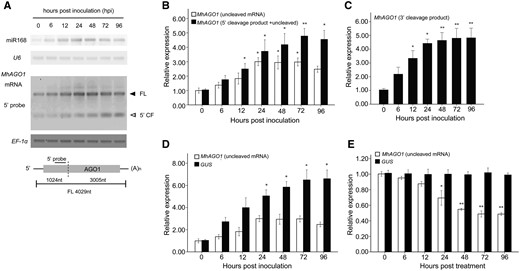 Expression analysis of MhAGO1 in response to B. dothidea infection. (A) Northern blot analysis of mature miR168 and MhAGO1 mRNA. LMW RNA was probed with DIG-labeled oligonucleotides complementary to miR168 and U6, while the total RNA was hybridized to the probe as indicated in the schematic of MhAGO1. FL, full length; 5′ CF, 5′ cleavage fragment. The experiment was repeated three times, and similar results were observed. (B) RT-qPCR analysis of uncleaved MhAGO1 mRNA and 5′ cleavage products. The white column indicates the accumulation of MhAGO1 uncleaved mRNA, which was amplified using a primer pair flanking the cleavage site. The black column represents the data obtained using a primer pair located upstream of the target site, which provided both uncleaved mRNA and 5′ cleavage products. (C) RT-qPCR analysis of the accumulation of 3′ cleavage products of MhAGO1. The total mRNA exacted from inoculated or mock-treated M. hupehensis leaves was ligated with the adaptor used in the 5′ RLM-RACE and subsequently reverse transcribed. A sense primer located in the adaptor region and a gene-specific antisense primer were used to amplify the 3′ cleavage products. (D and E) RT-qPCR analysis of GUS and AGO1 mRNA abundance in leaves transiently transformed with a pMhAGO1::GUS construct and treated with B. dothidea (D) and SA (E). EF-1α transcripts were used to normalize all expression values. The data represent the relative expression level compared with the corresponding mock-treated controls at each time point. Data represent the mean ± SD of three biological replicates (n = 3). RT-qPCR analysis included three technical replicates of each biological replicate. Significant differences between time points are indicated with asterisks in (B) and (C). Asterisks in (D) and (E) indicate significant differences between GUS and MhAGO1 (*P ≤ 0.05; **P ≤ 0.01).
