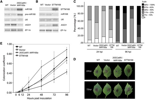The B. dothidea resistance of MIR168a-overexpressing or STTM168 M. hupehensis leaves. (A) Northern blot analysis of miR168, pre-miR168a and full-length MhAGO1 mRNA in 35SCaMV::MIR168a M. hupehensis leaves. (B) Northern blot analysis to detect STTM168, miR168 and full-length MhAGO1 mRNA in STTM168 leaves. U6 and EF-1α served as internal controls. Ten random leaves were pooled in each experiment and used as a biological replicate. (C) Percentage of infected leaves at 24 and 96 hpi in different disease level categories. Non-infiltrated (WT) leaves and leaves infiltrated with empty vector (Vector), 35SCaMV::MIR168a and 35SCaMV::STTM168 (STTM168) were placed in the dark for 2 d and inoculated with a suspension of B. dothidea conidia (6 × 106 conidia ml–1). Disease progress was divided into six categories based on the area of the necrotic lesion relative to total leaf area. Level 1, <1%; level 2, 1–10%; level 3, 11–25%; level 4, 26–40%; level 5, 41–65%; and level 6, >66%. The data represent the average of three independent experiments using a total of 320 infected leaves. (D) Representative symptoms in M. hupehensis leaves infected with B. dothidea. Pictures were photographed at 24 and 72 hpi after the 2 d dark incubation. (E) Quantification of B. dothidea growth on infected M. hupehensis leaves non-infiltrated or infiltrated with different constructs. The colonization coefficient was calculated with a correction (see the Materials and Methods). The data represent the mean ± SD of three biological replicates (n = 3).