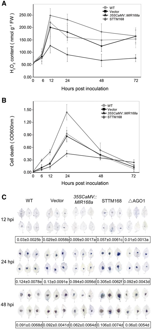 ROS production and cell death of 35SCaMV::MIR168a or STTM168 leaves in response to B. dothidea infection. (A) Changes in the level of H2O2 generation in leaves infiltrated with 35SCaMV::MIR168a or STTM168 and non-infiltrated (WT) and empty vector control (Vector) at different time points (hpi) after B. dothidea inoculation. (B and C) Level of cell death, as determined by Evans blue staining, in leaves infiltrated with the indicated constructs and in non-infiltrated leaves after B. dothidea inoculation. The amount of dye present in dead cells was determined by extracting the dye and measuring absorbance at a wavelength of 600 nm (B). Stained and decolorized leaves were selected at random and scanned (C). Data presented in (C) are the pixel number ratios of stained areas and the total leaf areas measured by the Adobe Photoshop histogram tool. Different letters denote significant differences between the constructs and the time points (P ≤ 0.05). The data represent the mean ± SD of three biological replicates (n = 3). Fifteen leaves of each biological replicate were examined for each constructs at each time point.