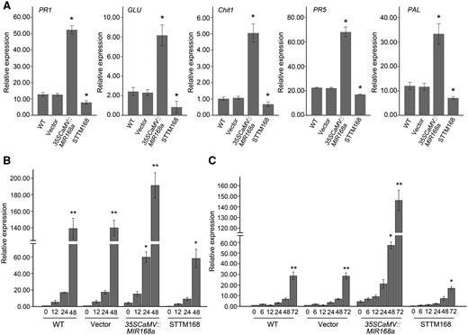 SA-mediated basal defense responses are altered by miR168a. (A) Constitutive expression of PR genes and PAL in 35SCaMV::MIR168a or STTM168 leaves and in leaves of non-infiltrated (WT) and empty vector control (Vector). Data were normalized to EF-1α. (B and C) Accumulation of PR1 at different time points after SA treatment (B) or B. dothidea inoculation (C) in infiltrated and non-infiltrated leaves. The expression level in non-infiltrated leaves in response to mock inoculation was set at a value of 1.0. EF-1α was used as the internal control. Asterisks in (A) indicate significant differences in expression relative to the expression in non-infiltrated leaves. Significant differences between the constitutive expression levels of the PR1 gene and that at different time points in the different treatments are indicated by an asterisk in (B) and (C) (*P ≤ 0.05; **P ≤ 0.01). Data represent the mean ± SD of three biological replicates (n = 3).