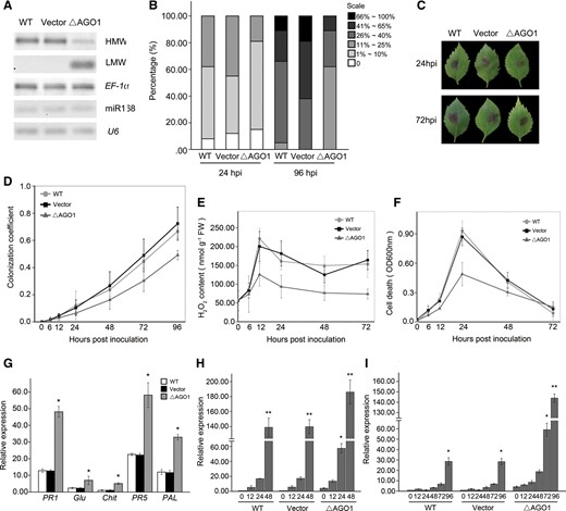 Effects of MhAGO1 silencing on B. dothidea resistance, ROS production, cell death and SA-mediated basal defense responses. (A) Northern blot analysis of MhAGO1 for high molecular weight (HMW) and low molecular weight (LMW) RNAs, and miR168 in MhAGO1 silenced leaves. U6 and EF-1α served as internal controls. Ten random leaves were pooled in each experiment and used as a biological replicate. (B) Percentage of infected leaves at 24 and 96 hpi in different disease level categories. (C) Representative symptoms in MhAGO1 silenced M. hupehensis leaves infected with B. dothidea. (D) Quantification of B. dothidea growth on infected leaves infiltrated with the MhAGO1 RNAi construct. (E) Changes in the level of H2O2 generation in MhAGO1 silenced leaves at different time points (hpi) after B. dothidea inoculation. (F) Level of cell death in MhAGO1 silenced leaves after B. dothidea inoculation. (G) Constitutive expression of PR genes and PAL in MhAGO1 silenced leaves. (H and I) Accumulation of PR1 at different time points after SA treatment (H) or B. dothidea inoculation (I) in MhAGO1 silenced leaves. For (G), (H) and (I), EF-1α was used as the internal control. Asterisks in (G) indicate significant differences in expression relative to the expression in non-infiltrated leaves. Significant differences between the constitutive expression levels of the PR1 gene and that at different time points in the different treatments are indicated by an asterisk in (H) and (I) (*P ≤ 0.05; **P ≤ 0.01). All data represent the mean ± SD of three biological replicates (n = 3). WT, non-infiltrated control; Vector, empty vector control.