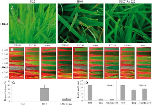 Photographic view of rice blast (A), bacterial blight ( B), and the representative values for classical severity screening of rice blast (C) and bacterial blight (D) for three cultivars known for their contrasting response to drought (N22, IR64 and NSIC Rc 222).