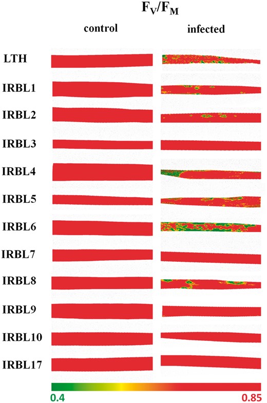 False color scale images of maximum quantum yield of PSII (Fv/FM). Distribution of the selected parameter over representative healthy leaves (control, left panel) and leaves infected by rice blast (infected, right panel) in near-isogenic lines in the genetic background of the susceptible cultivar LTH, measured at 15 DAI. Fv/FM was measured in vivo, after dark adaptation of the sample for 20 min, in laboratory conditions. The color scale with minimum and maximum values is represented by the interval (0.40, 0.85).