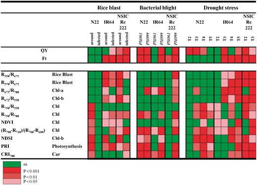 Visualization of selected Chl-F parameters and vegetation indices, and their applicability to follow both biotic (rice blast, bacterial blight) and abiotic (drought) stresses. The significance of the difference between control and stressed leaf tissue for the representative rice cultivars [N22, IR 64 and NSIC Rc 222] is indicated by the color associated with the probability level in the key. For rice blast, ‘around’ denotes the significance between control and leaf tissue surrounding infected spots, while ‘infected’ denotes the significance between control and infected spots.